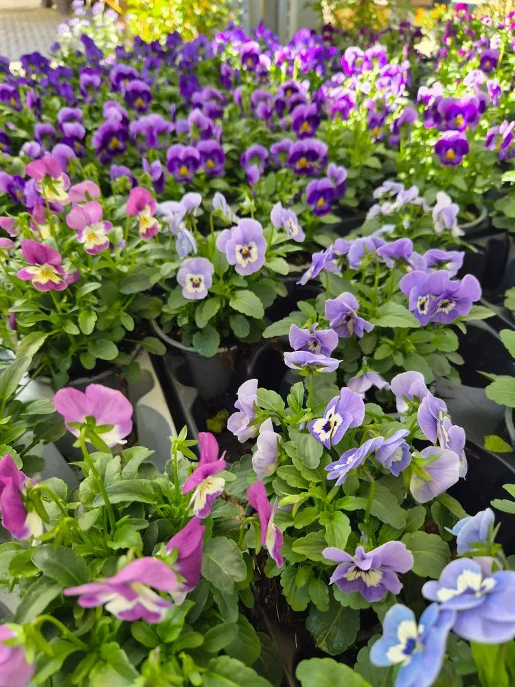 Hornveilchen – Viola cornuta