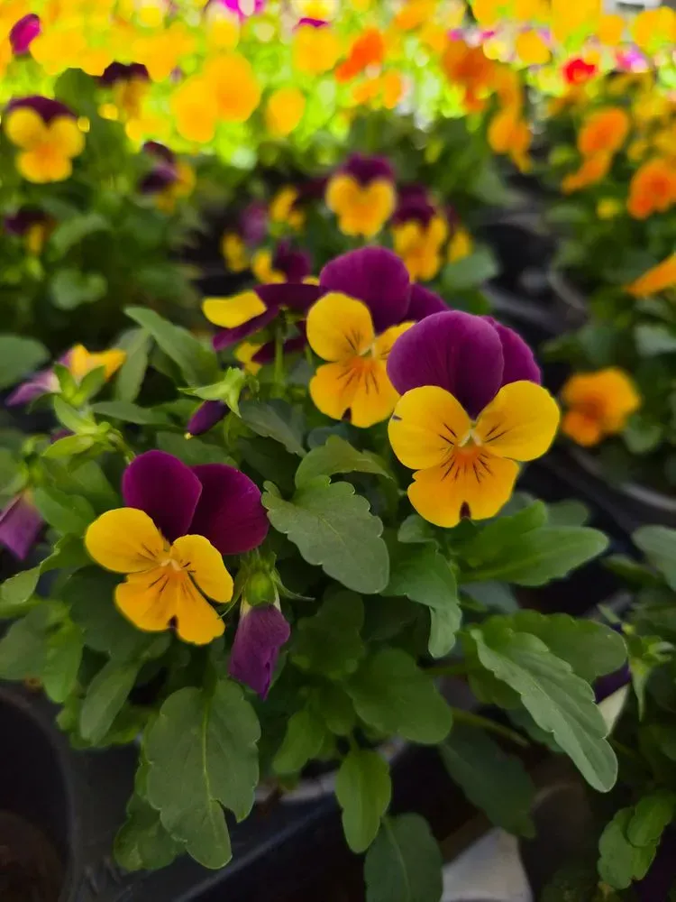 Hornveilchen – Viola cornuta, Bild 2