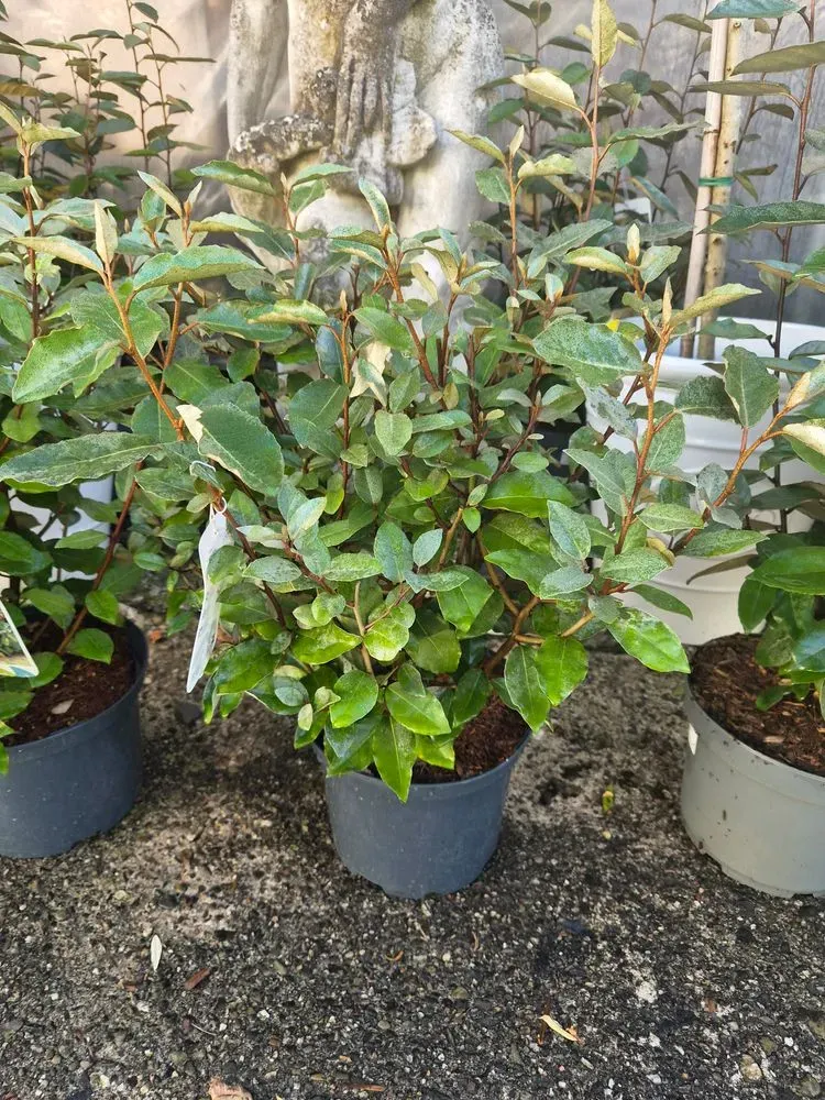 Wintergrüne Ölweide 'Compacta' – Elaeagnus × ebbingei 'Compacta', Bild 2