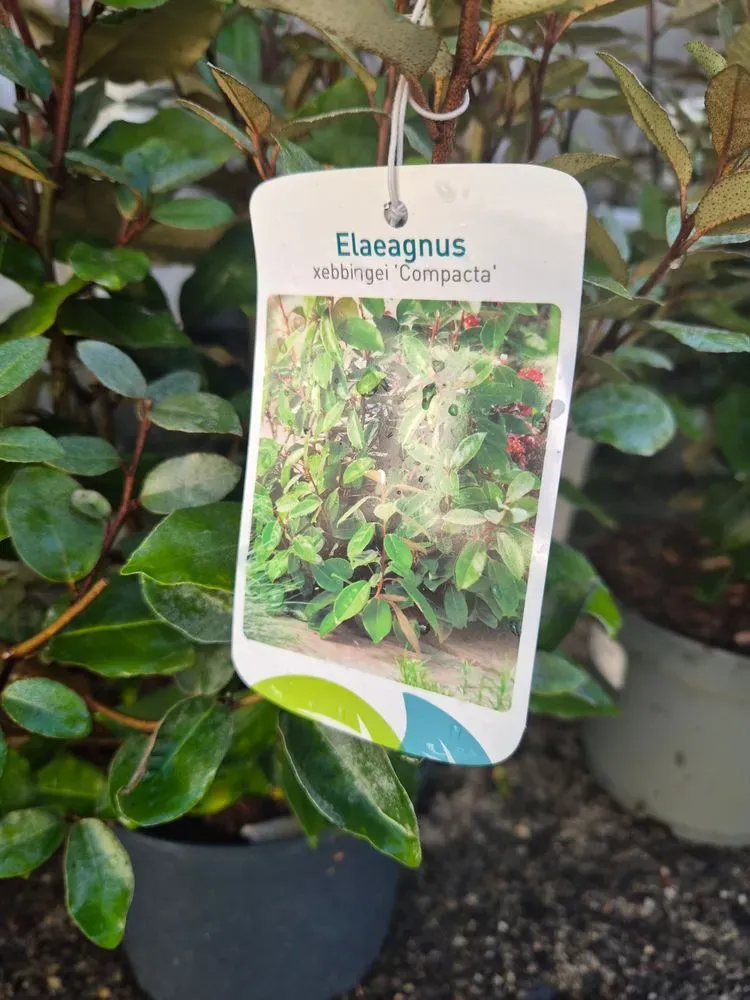 Wintergrüne Ölweide 'Compacta' – Elaeagnus × ebbingei 'Compacta', Bild 3