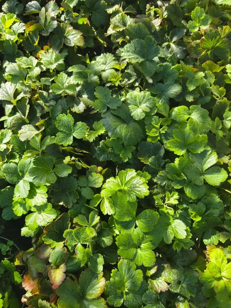 Dreiblättrige Golderdbeere – Waldsteinia ternata, Bild 3