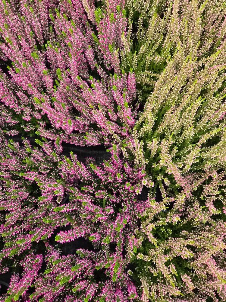 Knospenheide – Calluna vulgaris