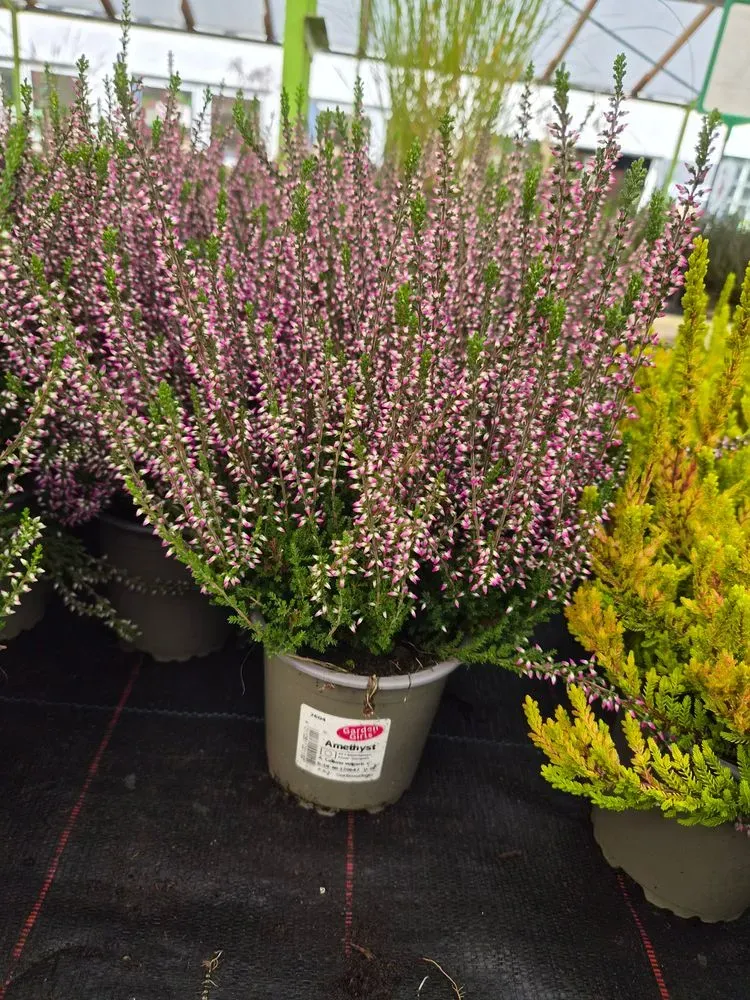 Knospenheide – Calluna vulgaris, Bild 2