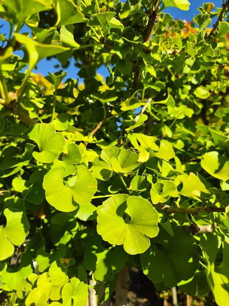 Fächerblattbaum – Ginkgo biloba, Bild 5