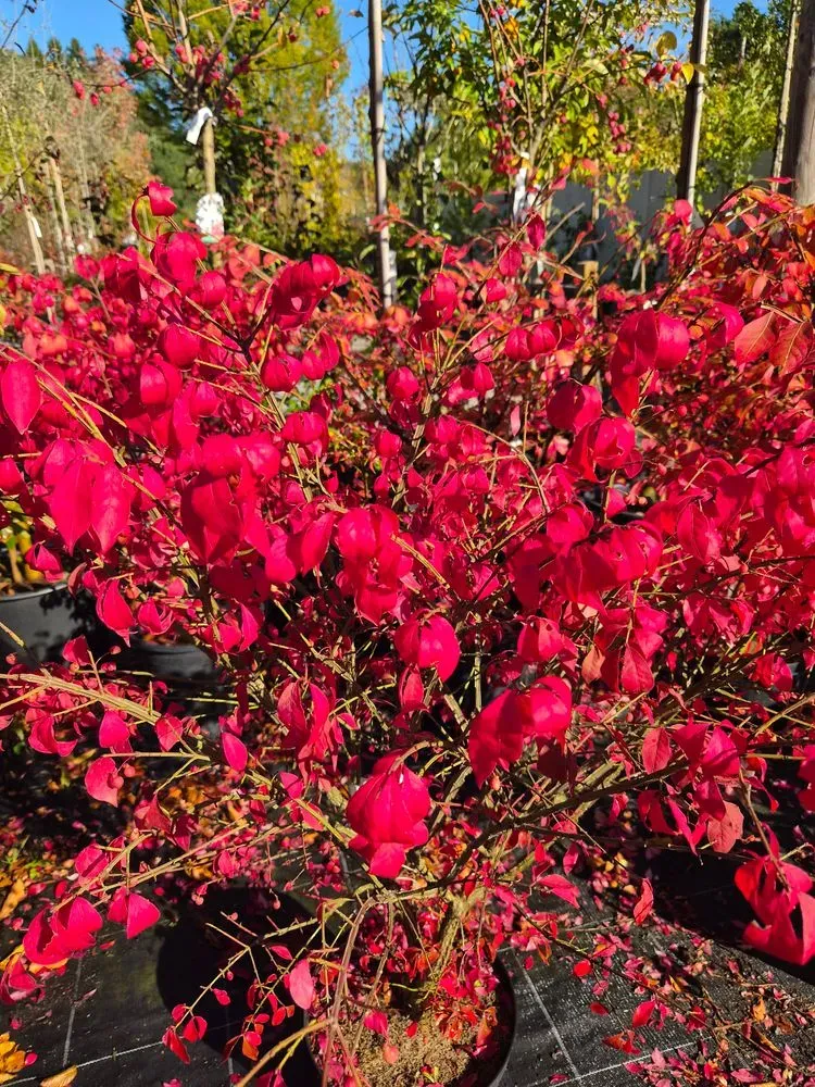 Korkflügelstrauch 'Compactus' – Euonymus alatus 'Compactus', Bild 5