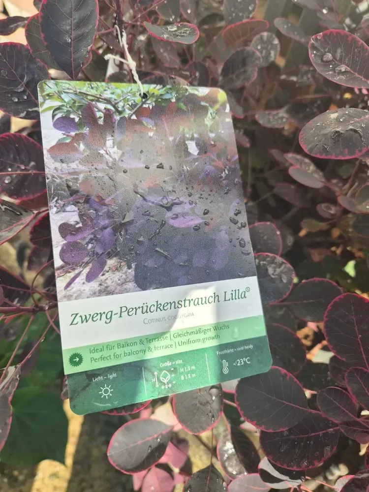 Perückenstrauch 'Lilla' – Cotinus coggygria 'Lilla', Bild 2