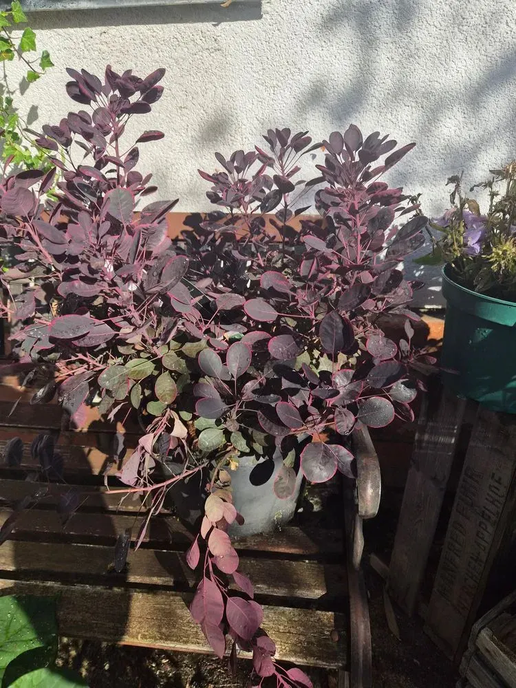 Perückenstrauch 'Lilla' – Cotinus coggygria 'Lilla'