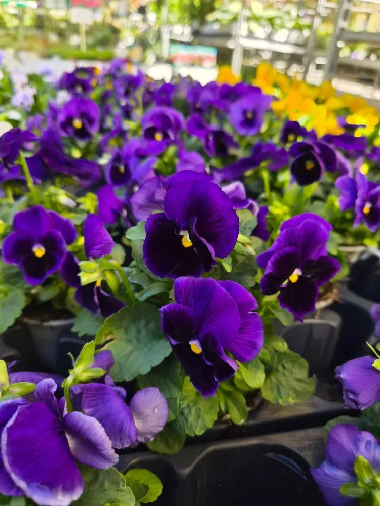 Stiefmütterchen – Viola wittrockiana