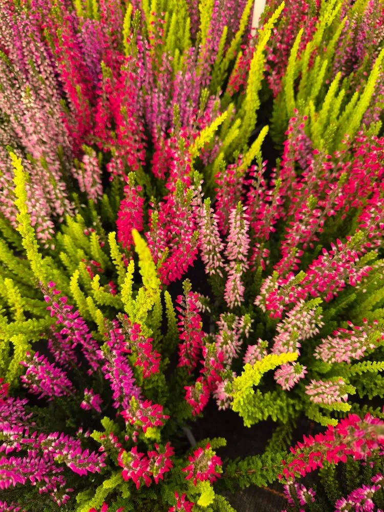 Drei-Farbige Heide – Calluna vulgaris 'Trio'